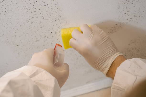 Environmental Consulting for Mold Prevention in Warren, OH